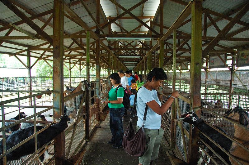Visitors feeding the goats in Kranji Countryside