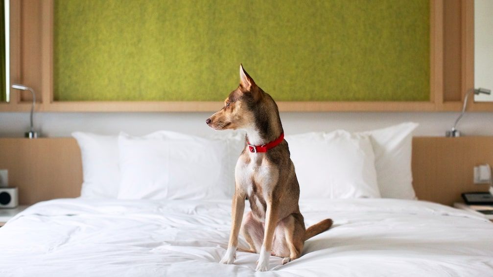 逸東酒店曾推出「毛孩宿一宵」 Dog Fur-iendly Staycation 寵物友善酒店計劃