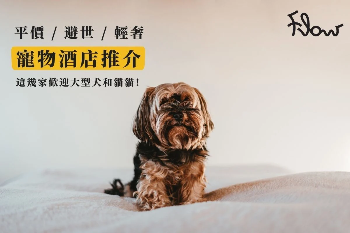 Top10寵物酒店推介｜平價/避世/輕奢任你揀歡迎大型犬同貓貓
