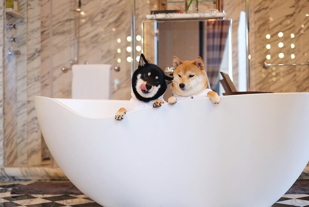 瑰麗酒店浴缸與狗