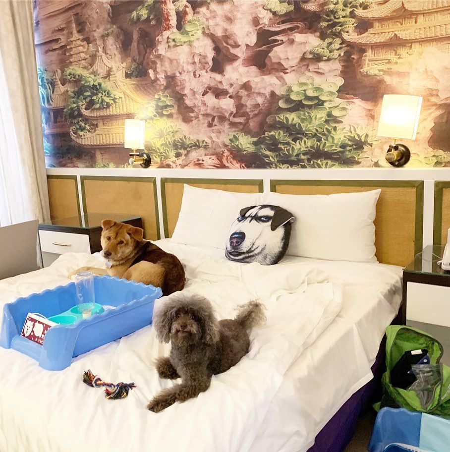 銀鑛灣渡假酒店一間客房可容納最多 2 隻狗狗，總體重不許超過 25 公斤