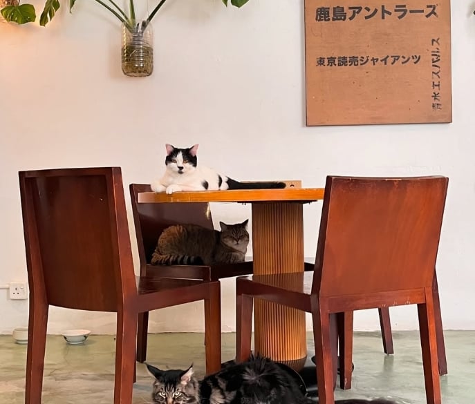 Monster A Garden Cafe - pet cafe in kuala lumpur