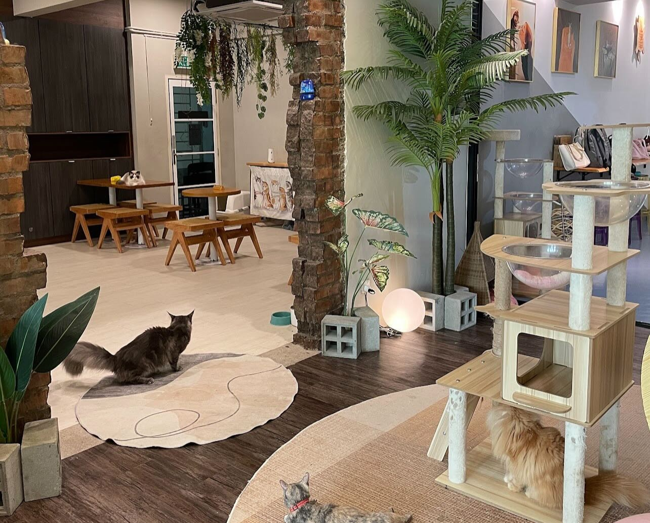 Ragdoll Cafe - cat friendly cafe in kuala lumpur