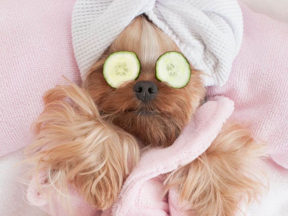 pet friendly hotel Singapore
