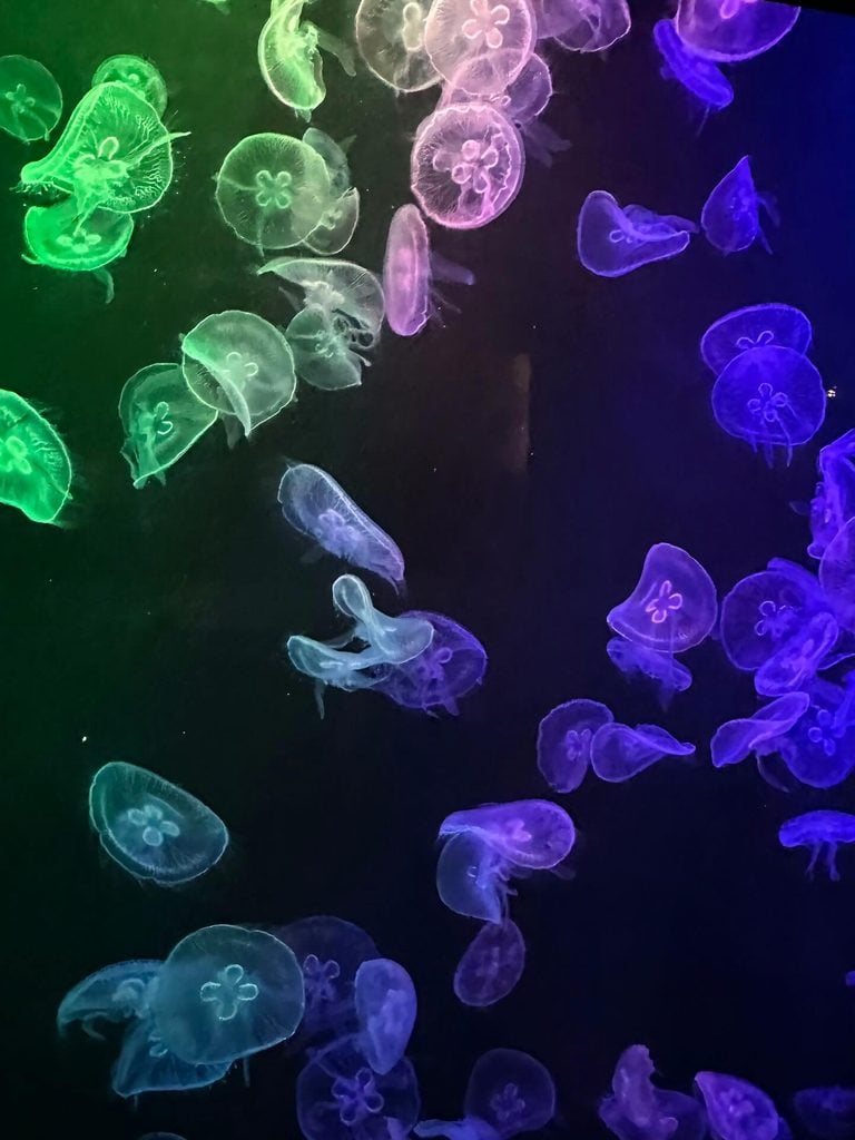 海洋奇觀